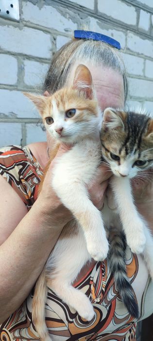 Віддам котят,хлопчіки