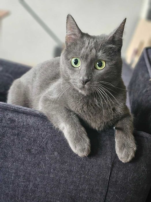 Kotka bez ogonka do odpowiedzialnej adopcji