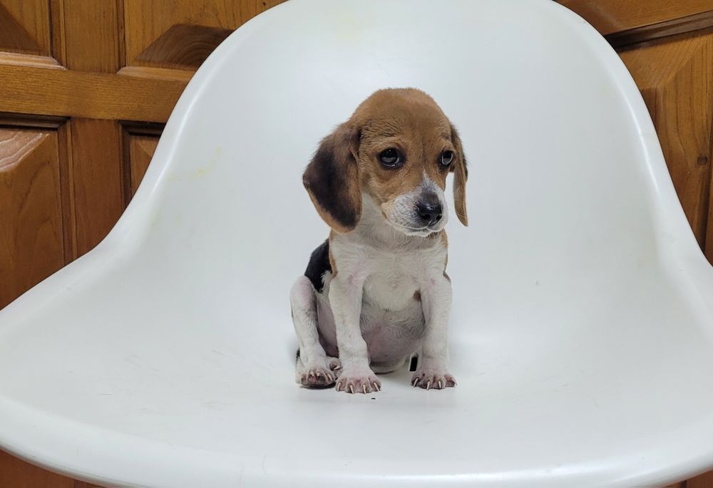 Cachorrinho beagle macho