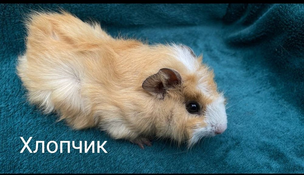 Морські свинки роздріб та гурт