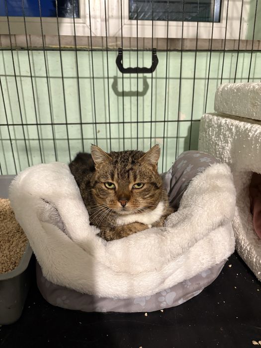 Adoptuj kotke - Kami szuka domu