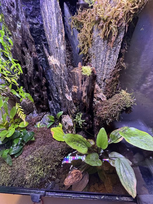 PALUDARIUM 60x45x45 komplet tanio Wawa rośliny sprzęt hydraulika