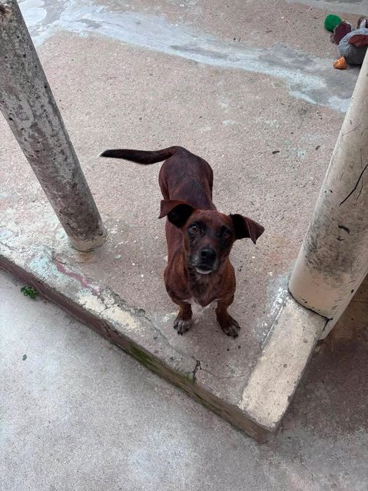 Cão macho para adoção responsável