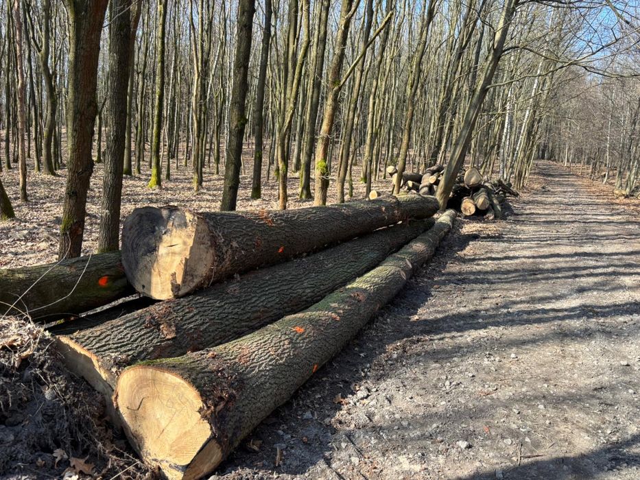 Drewno, drzewo, dłużyca, kłoda, paleta