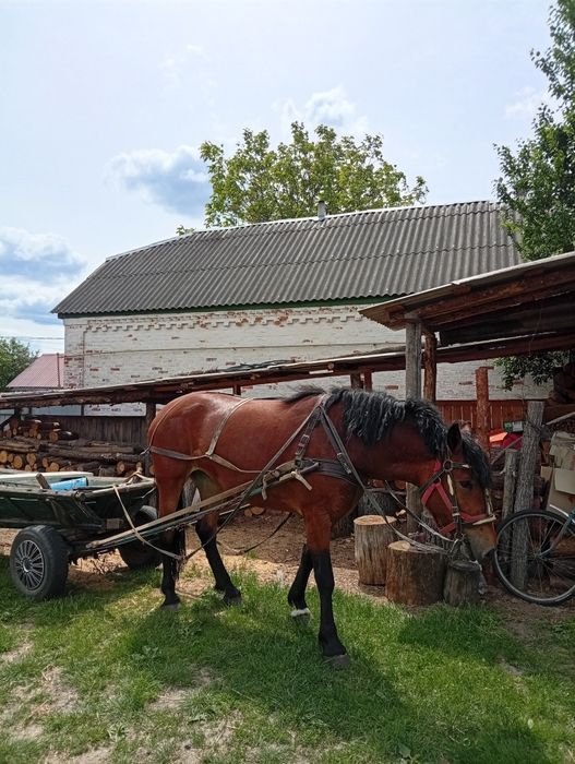 Продам кобилу чотири роки