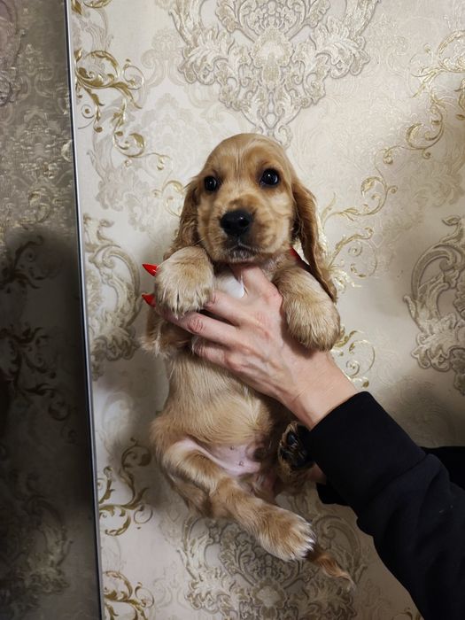 Девочка и Мальчик Спаниель