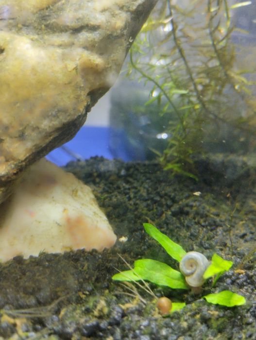 Caracóis para aquário