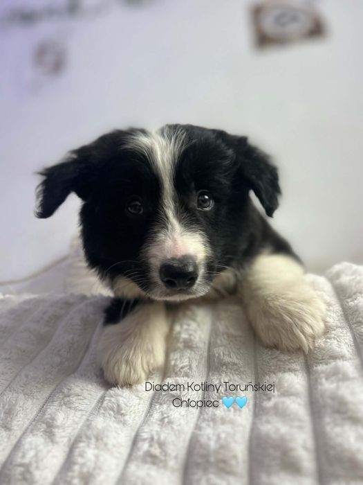 Border collie z rodowodem gotowe do odbioru