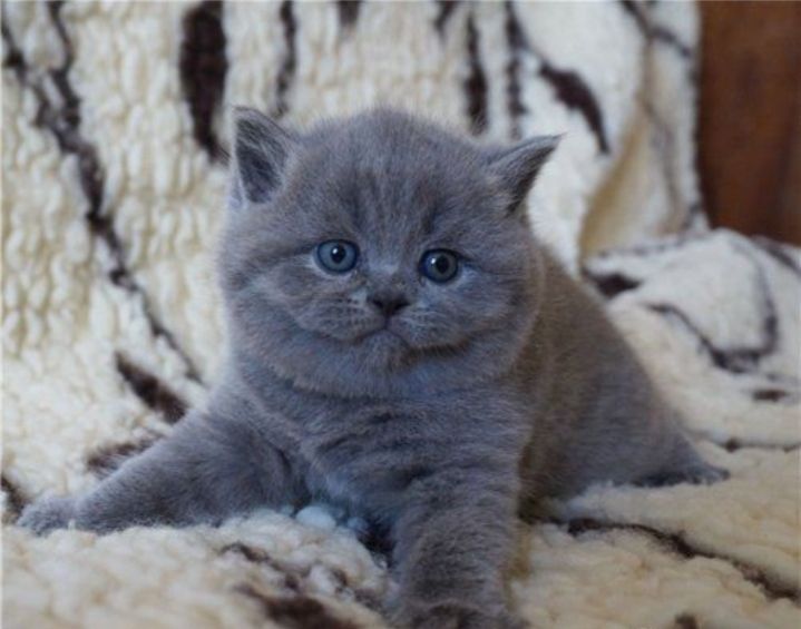 Девочка шотландская прямоухая