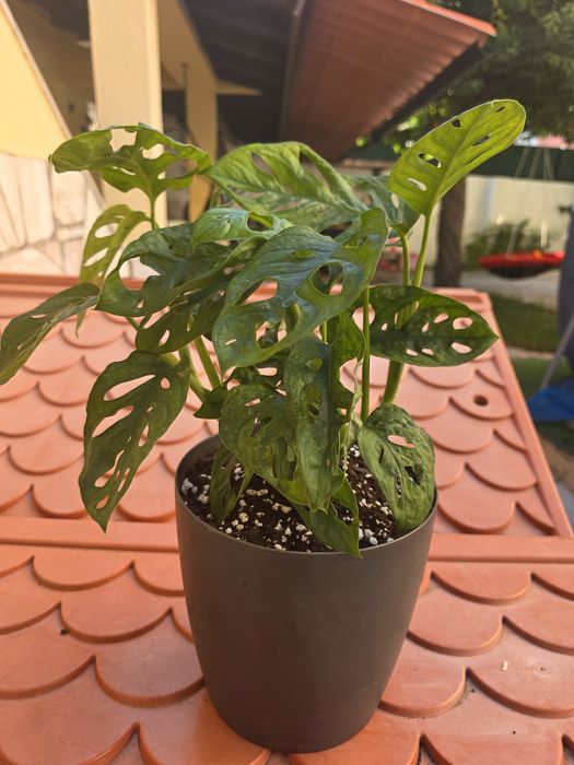 Monstera adansonii "Mint"