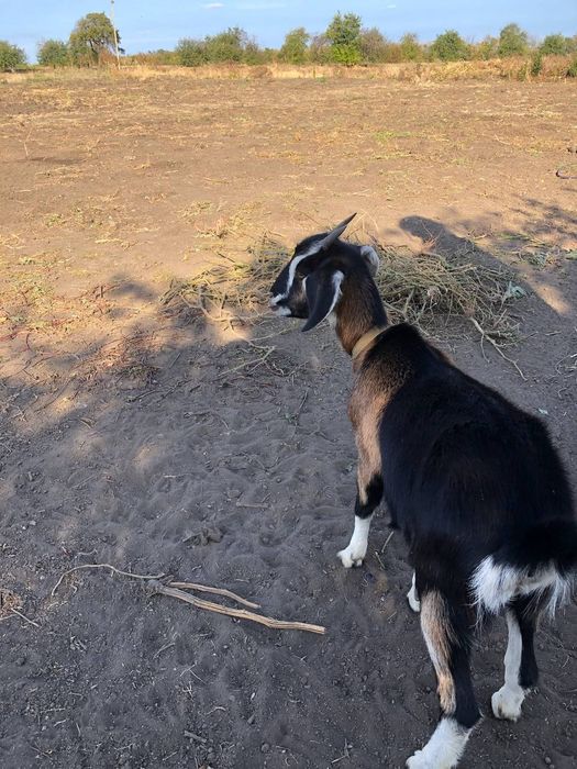 Нубийские козы молодые