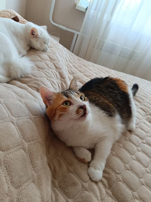 Ищу дом для котиков