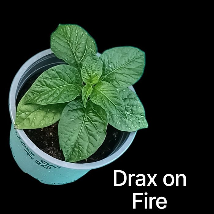 Plantas de Pimentas Raras e Exóticas (Malaguetas de Coleção)
Preço