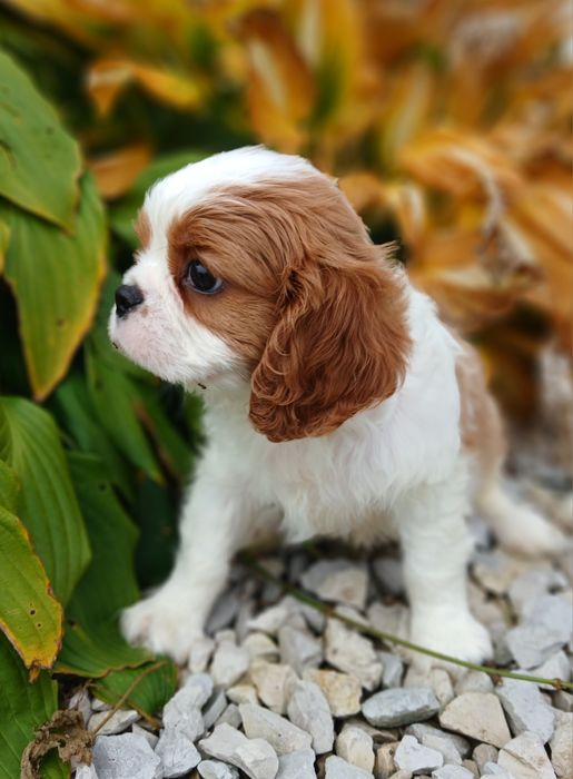 Cavalier King Charles Spaniel