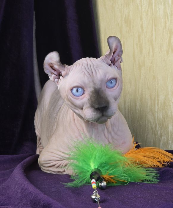 Ельф хлопчик з блакитними оченятами