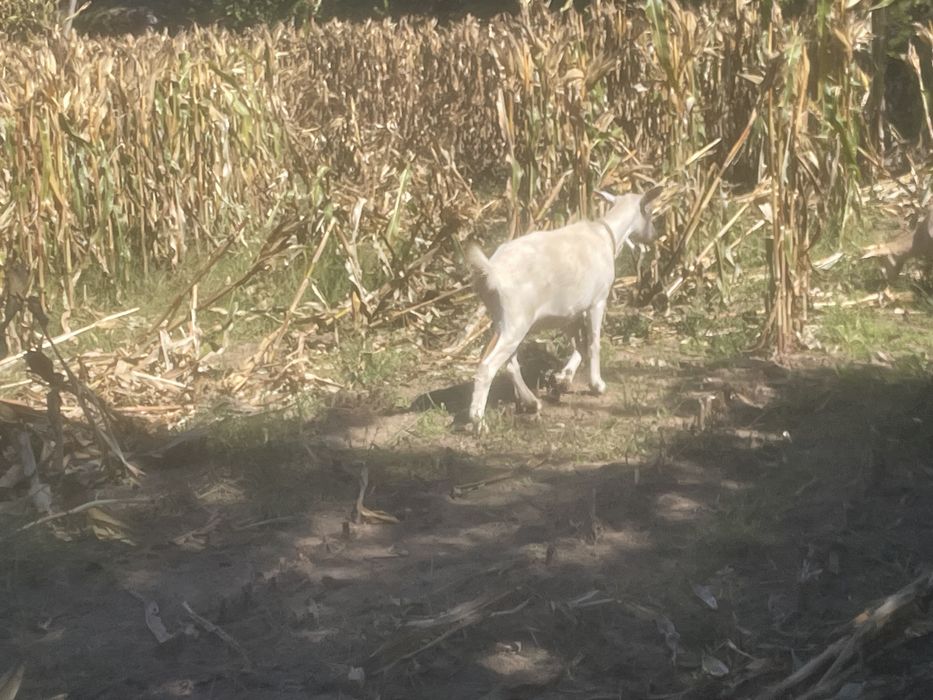 Tenho cabras e ovelhas