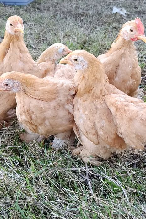 Pekins dourados com 3 meses