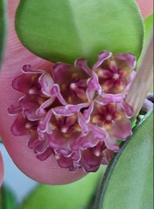 Хойя Ноона Пінк вкорінена, хойя Ноона Пинк укоренённая,хойя Noona pink