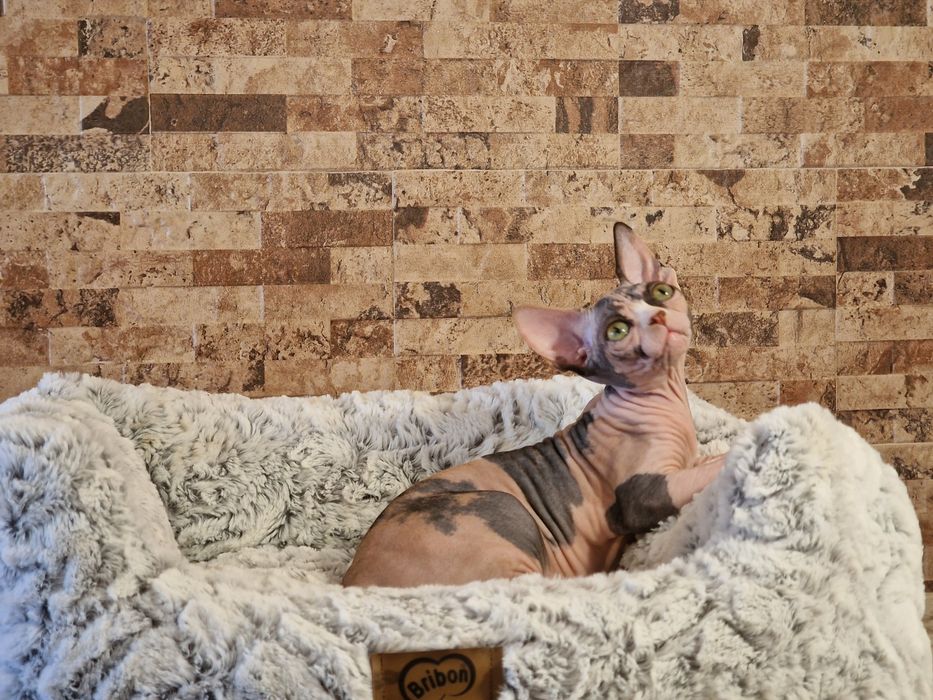 Mour-a-Mour- Canadian Sphynx