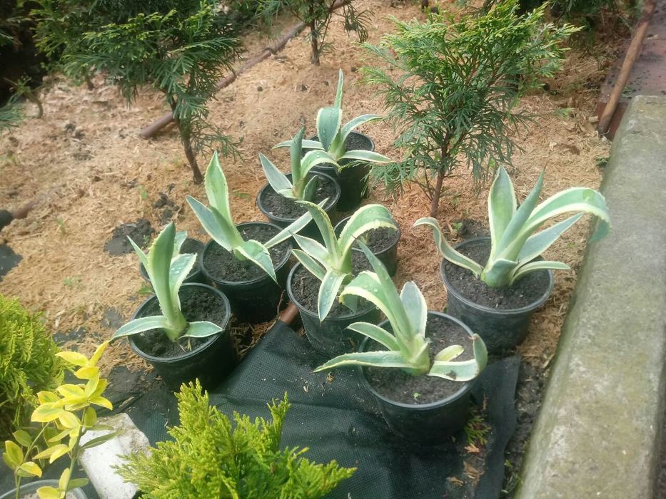 Агава американська