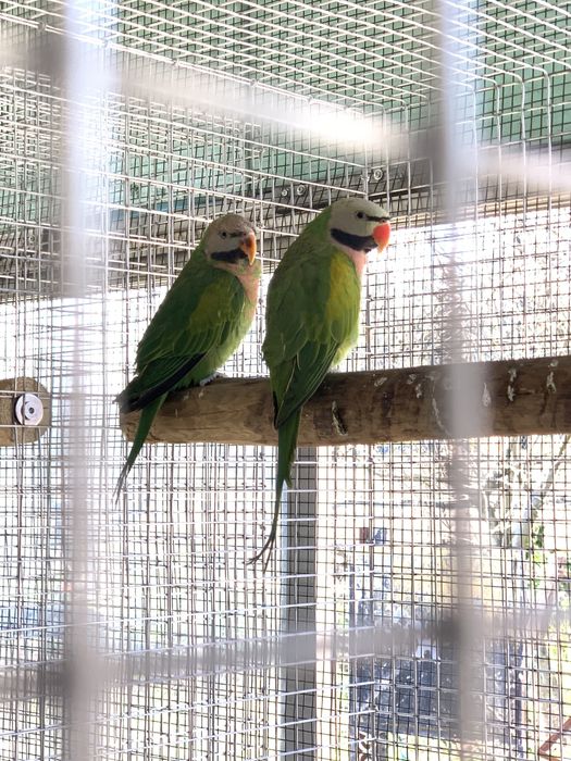 Casal de moustaches  dammermani mutaçao