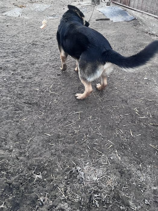 Німецька вівчарка