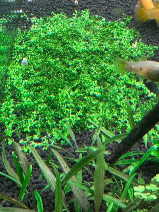Planta aquario monte carlo