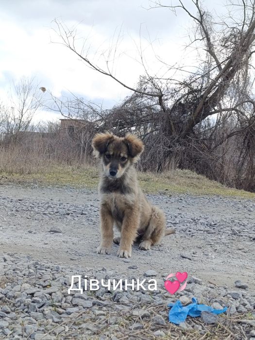 2 хлопчика, та 2 дівчинки шукають родини