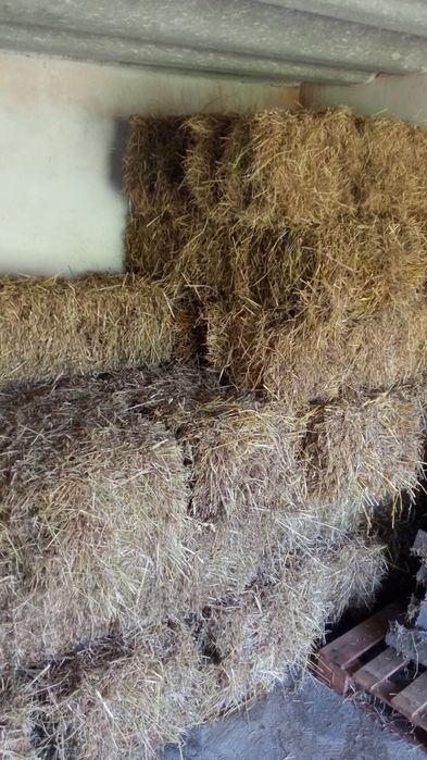 Feno Nascediço para venda (fardos pequenos 30kg)