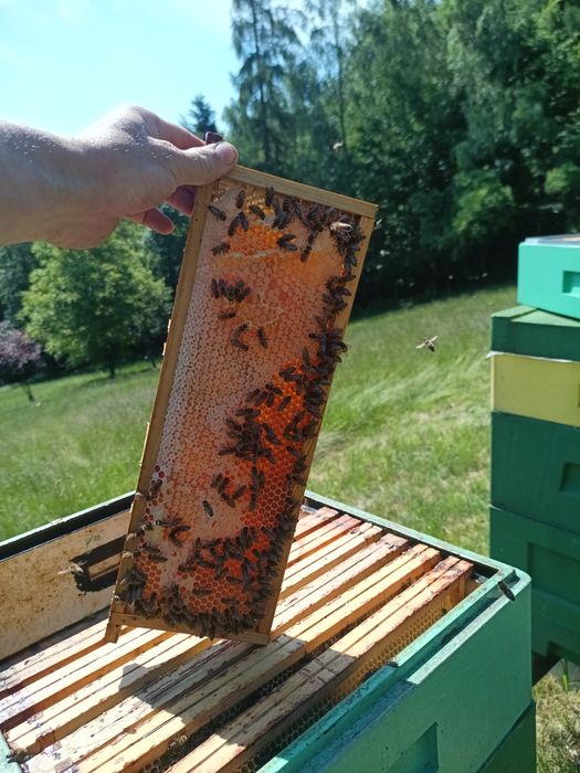 Miód nektarowo spadziowy z terenów leśnych