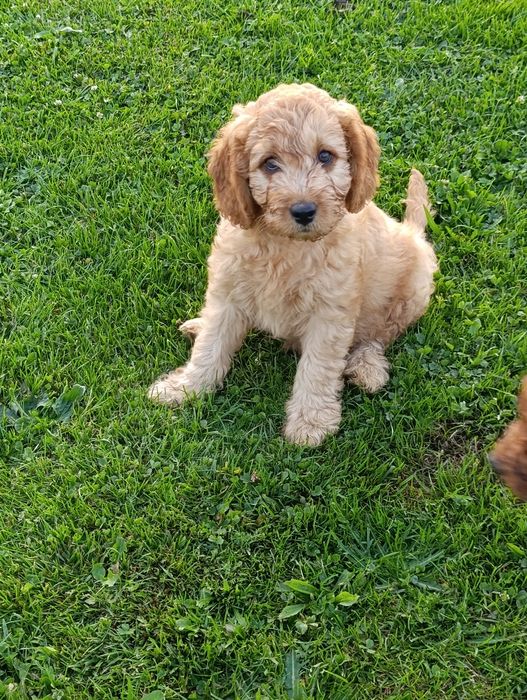 Goldendoodle mini śliczny piesek