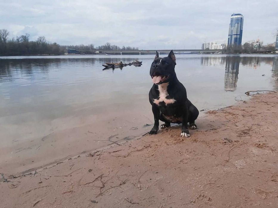 сука ам.стаффа ищет кобеля для вязки