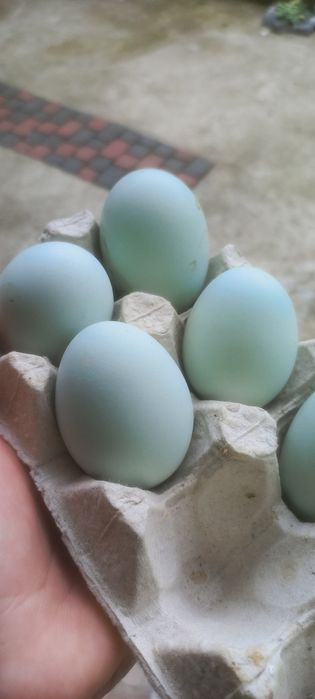 Амераукана ія , кури що несуть голубі яйця