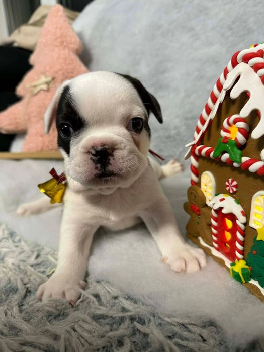 Buldog francuski- gotowy do odbioru