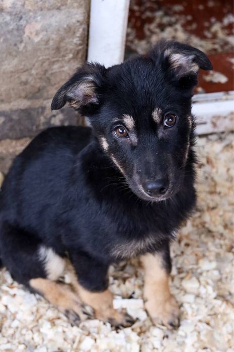 Цуценята в добрі руки ДЗВОНІТЬ