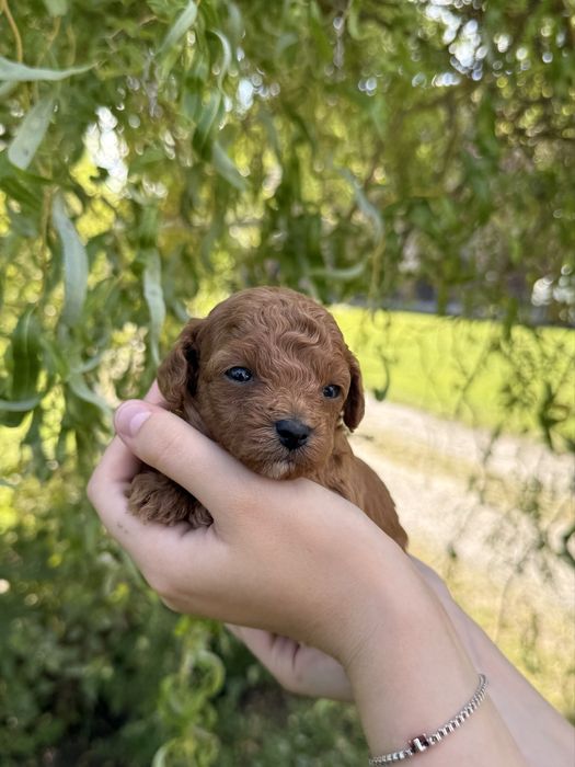 Malutki piesek Maltipoo F1B