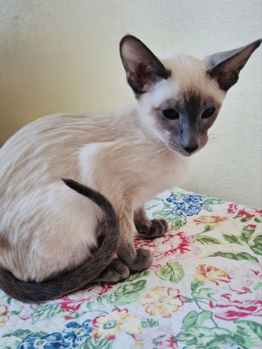 Орієнтальний   котик  блю поинт