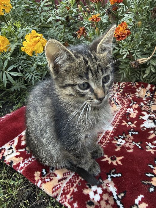 Віддам котенят у добрі руки