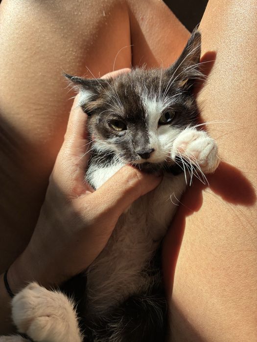 Gatinho macho bebe (2 meses e meio)
