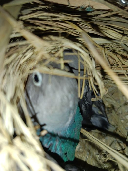 Aves caturras e agroponis