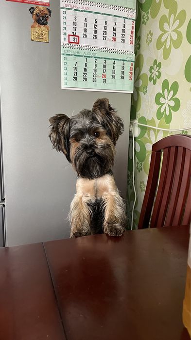 В’язка Йорк  запрошує