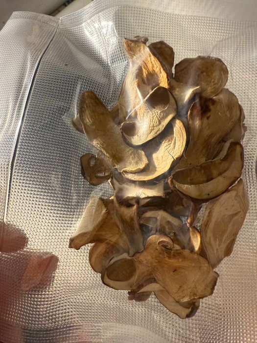 Prawdziwki suszone 2025