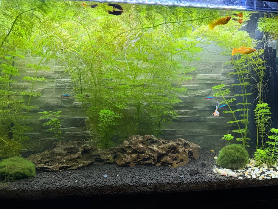 Aquario 87L completo com movel