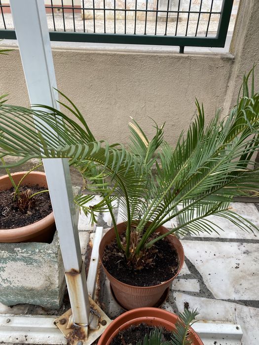 Cicas varios tamanhos