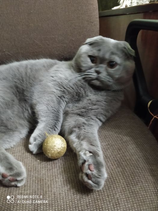 В'язка ! Шотландський висловухий красень.