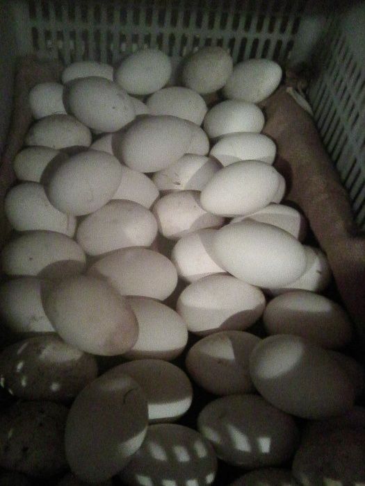 Гусиные яйца породы Линда!