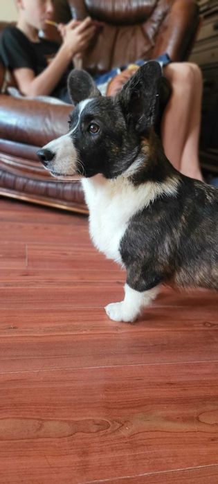 Welsh Corgi Cardigan FCI