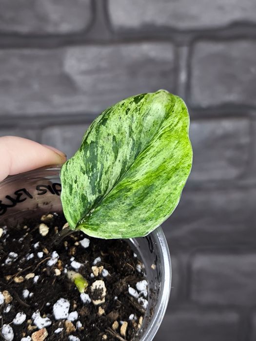 Scindapsus Moonlight Marble #2