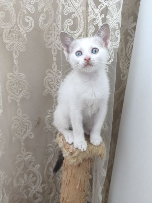 Котеня в гарні руки