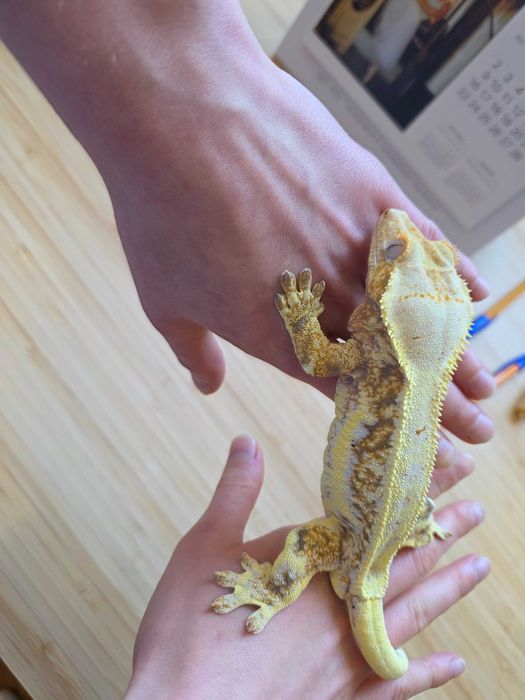 Gekon orzęsiony LW Samiec